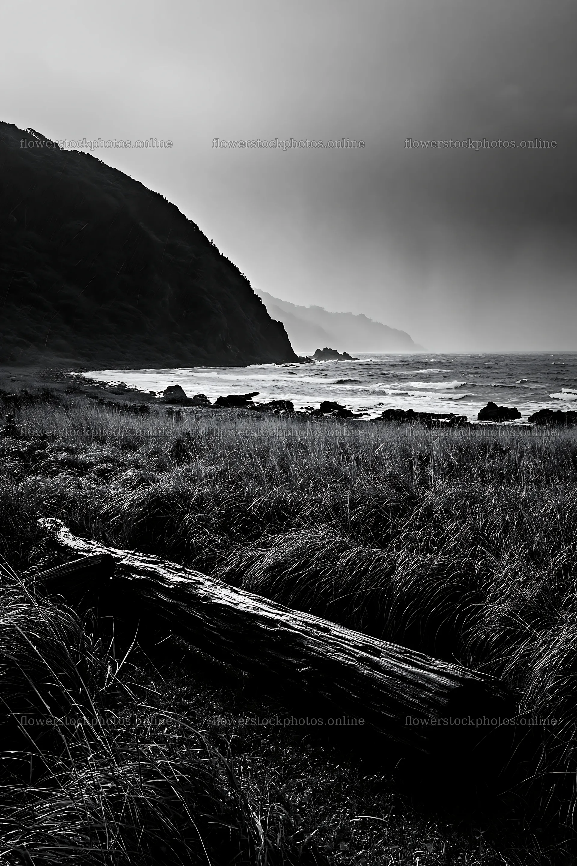 Ishikawa coastal meadow with driftwood and rocky shore – flower stock photos 6480x9722
