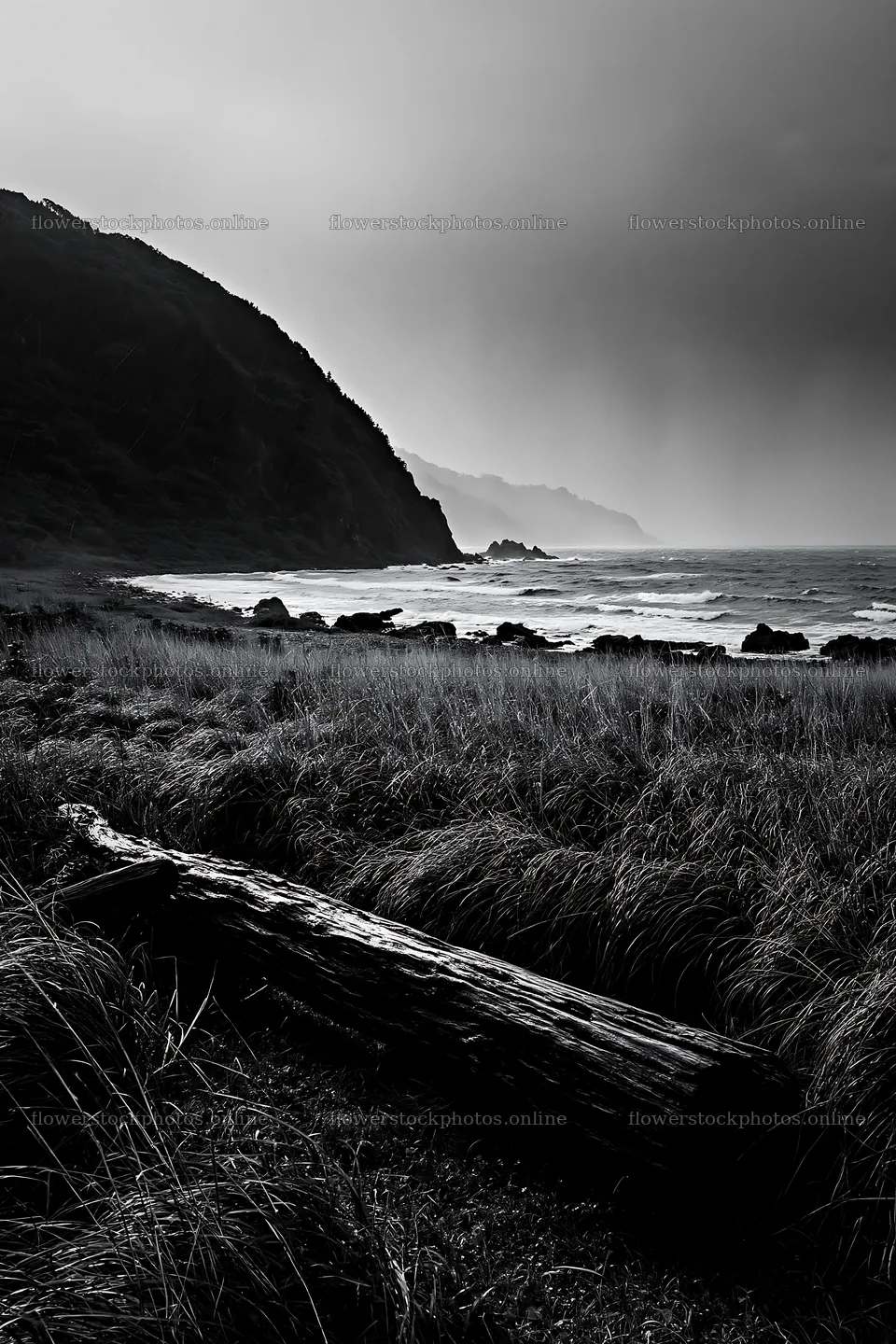 Ishikawa coastal meadow with driftwood and rocky shore – flower stock photos 6480x9722