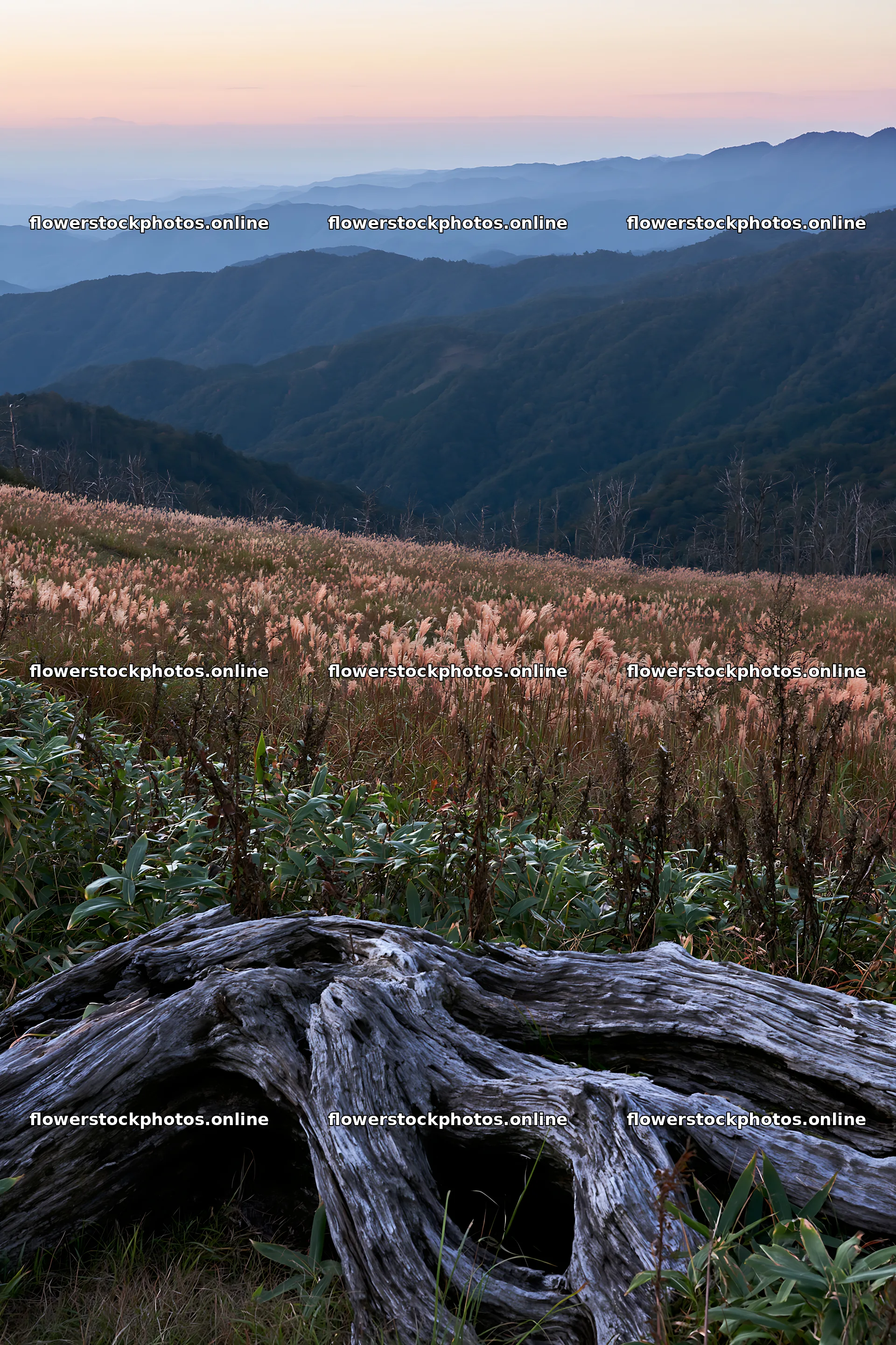 Wakayama autumn meadow weathered wood foreground – flower stock photos 6480x9722