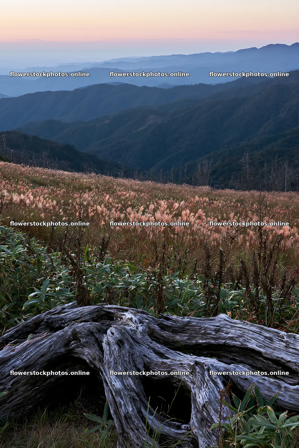 Wakayama autumn meadow weathered wood foreground – flower stock photos 6480x9722