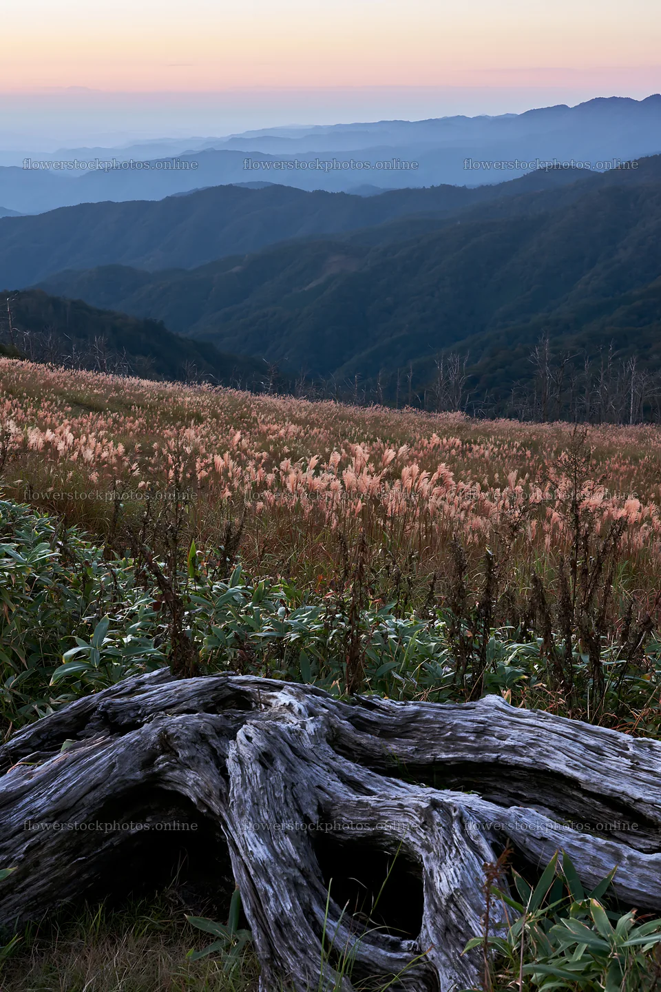 Wakayama autumn meadow weathered wood foreground – flower stock photos 6480x9722