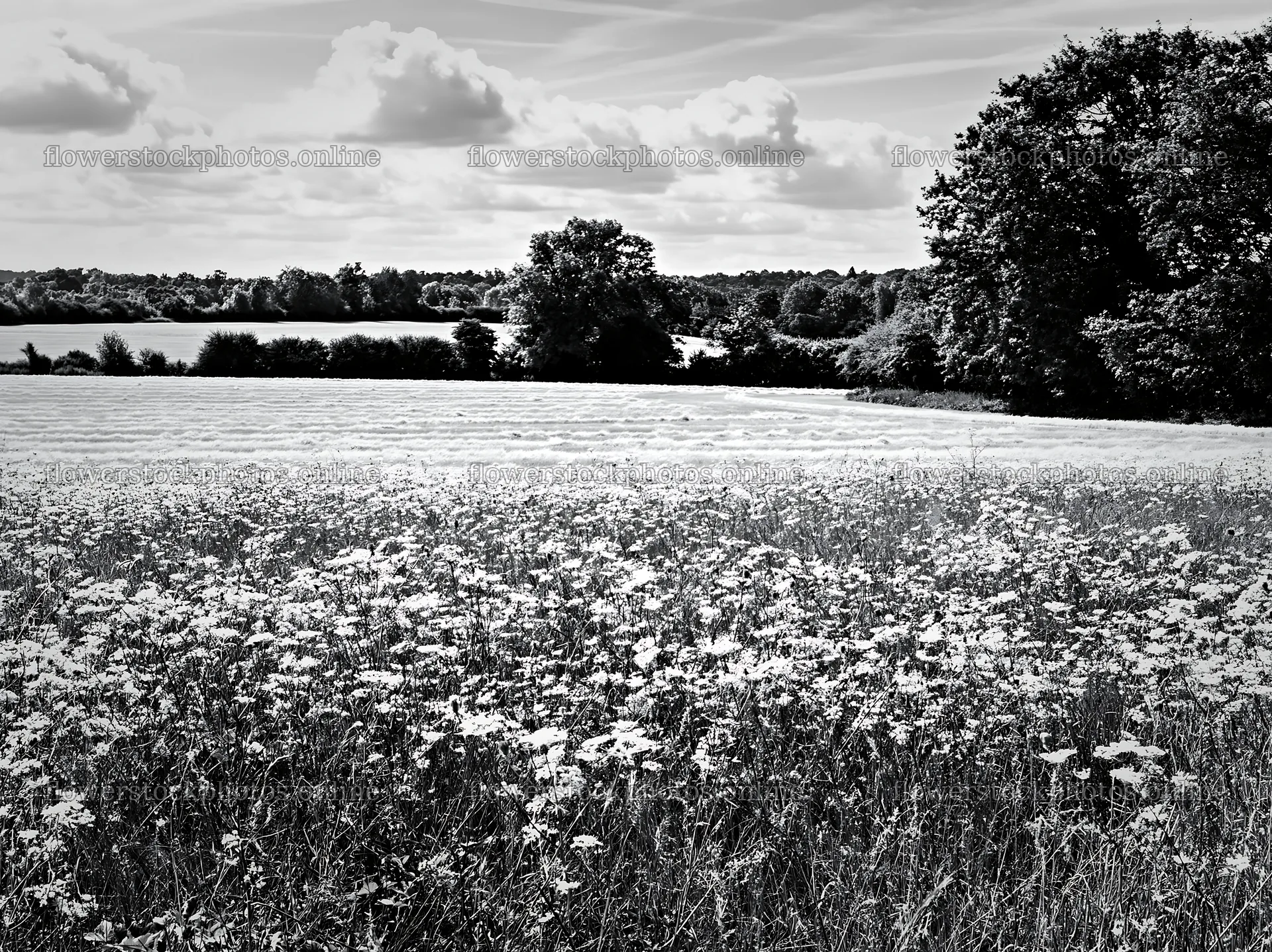 Sunny wild carrot meadow beside field in black and white – flower stock photos 9174x6866