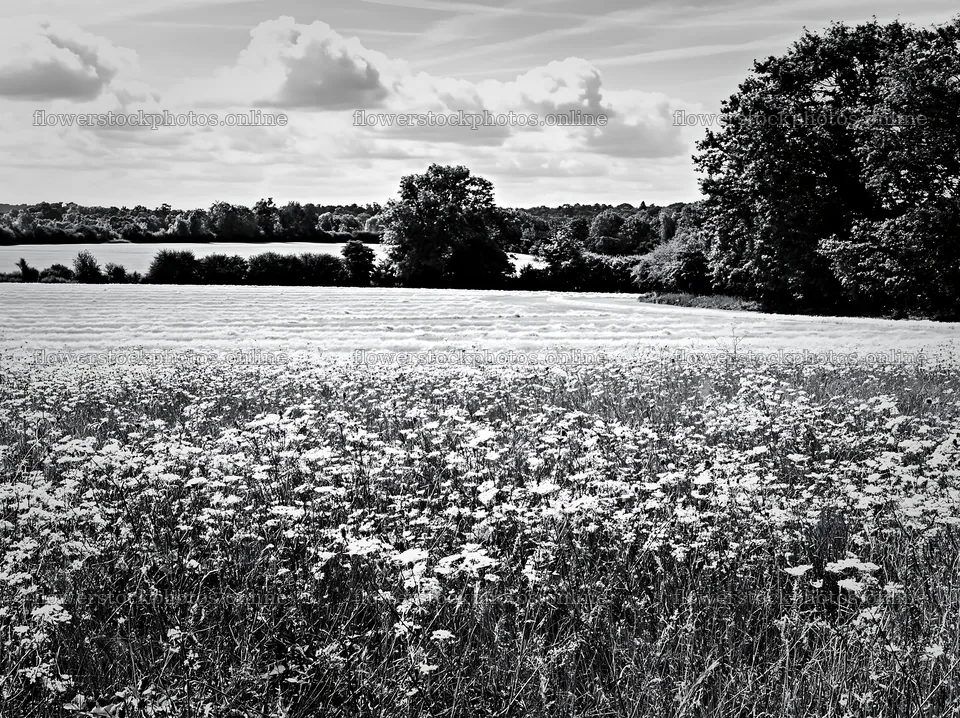 Sunny wild carrot meadow beside field in black and white – flower stock photos 9174x6866