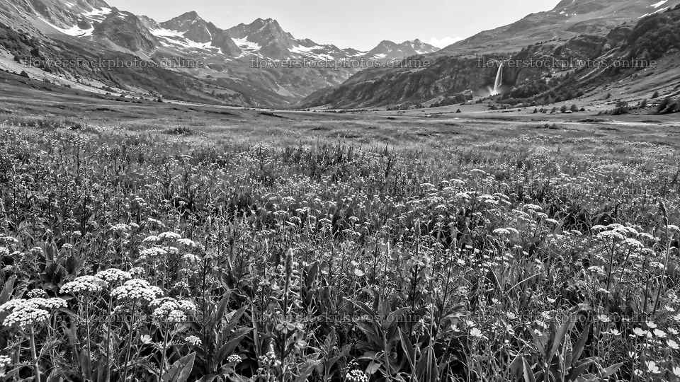 Monochrome Wildflower Meadow and Mountains – flower stock photos 10324x5812