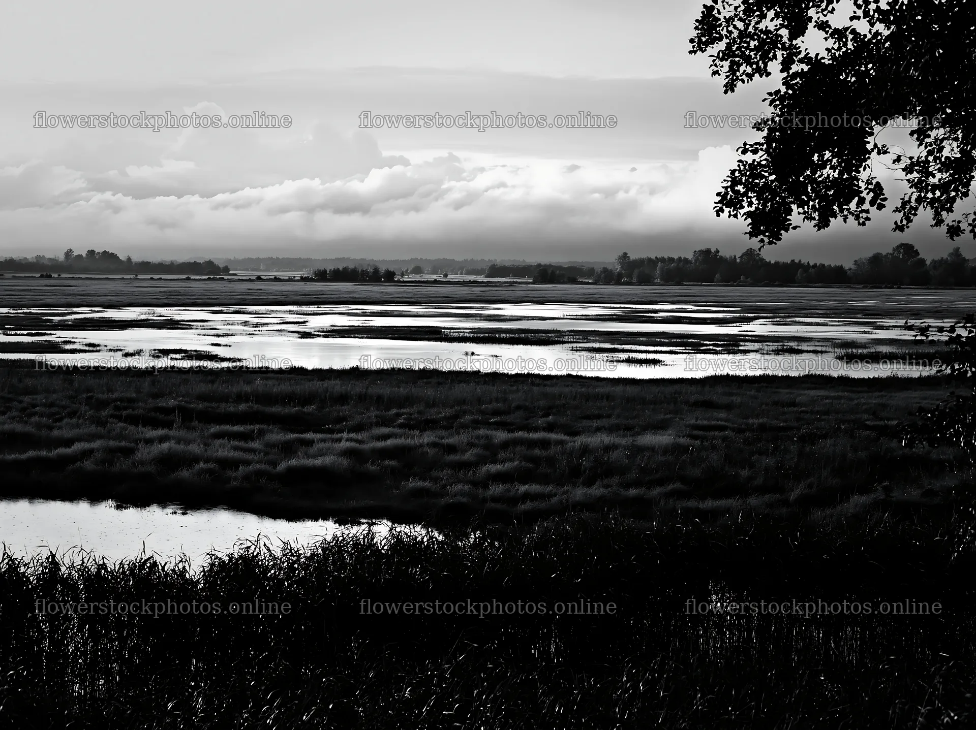 Saga floodplain meadow with reed foreground under cloudy sky – flower stock photos 9174x6866