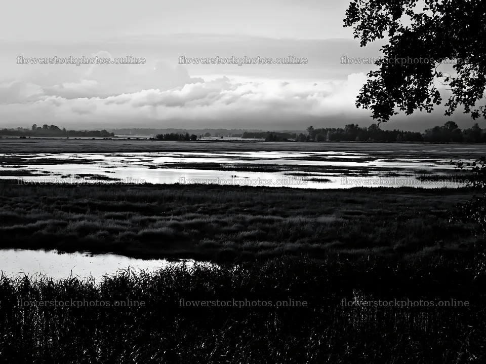 Saga floodplain meadow with reed foreground under cloudy sky – flower stock photos 9174x6866