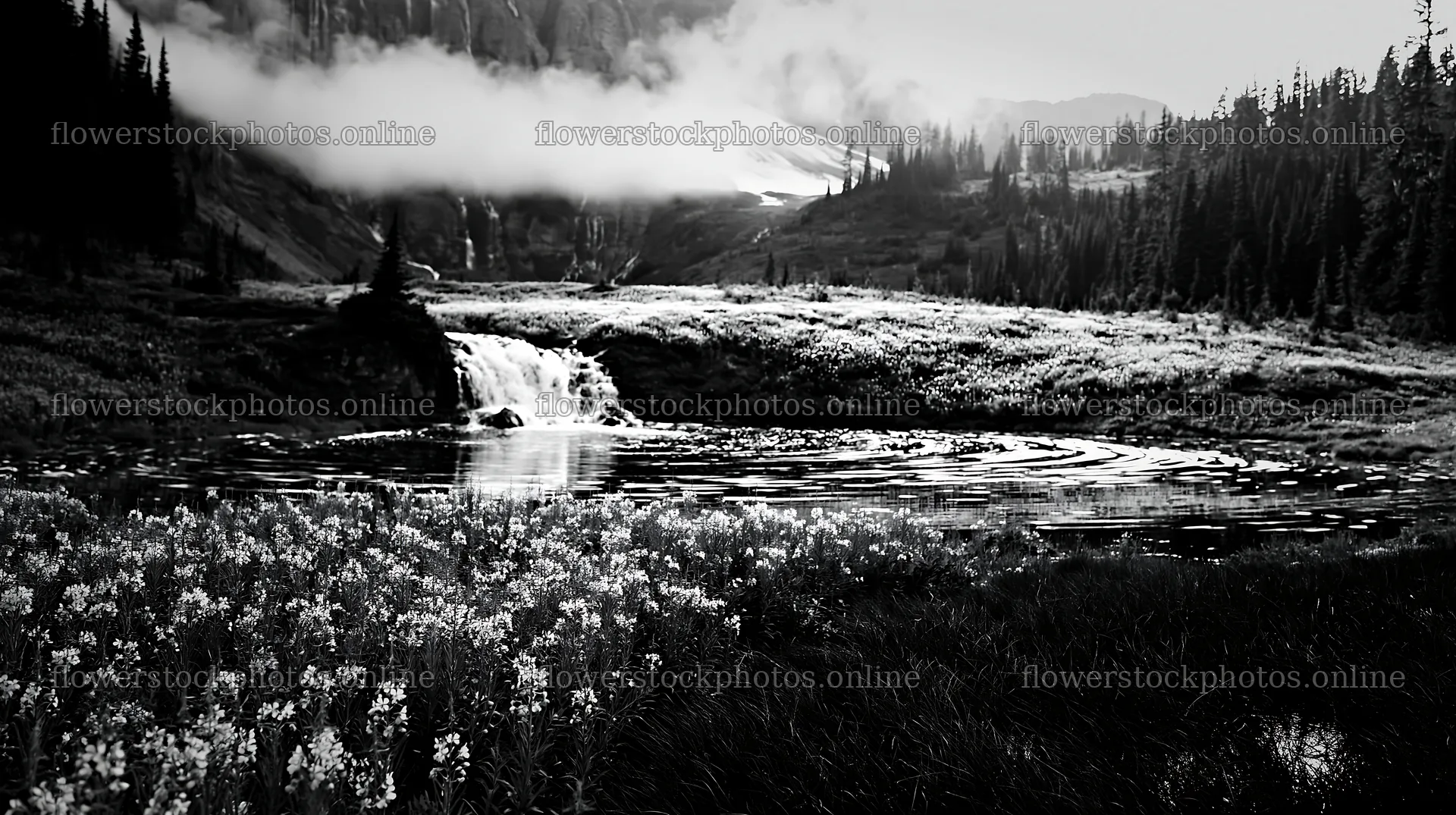 Flower meadow with waterfall reflection in black and white – flower stock photos 10608x5938