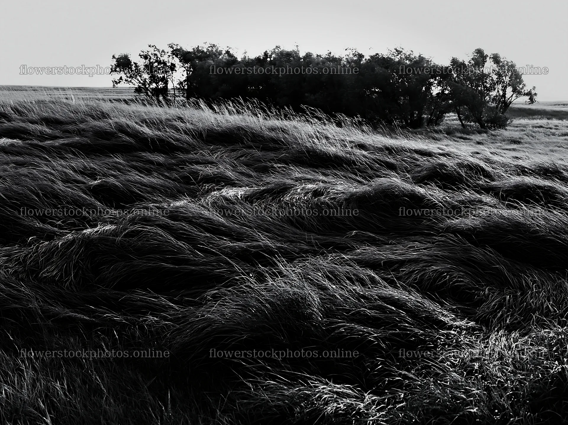 Tall grass meadow with trees at sunset – flower stock photos 9174x6866