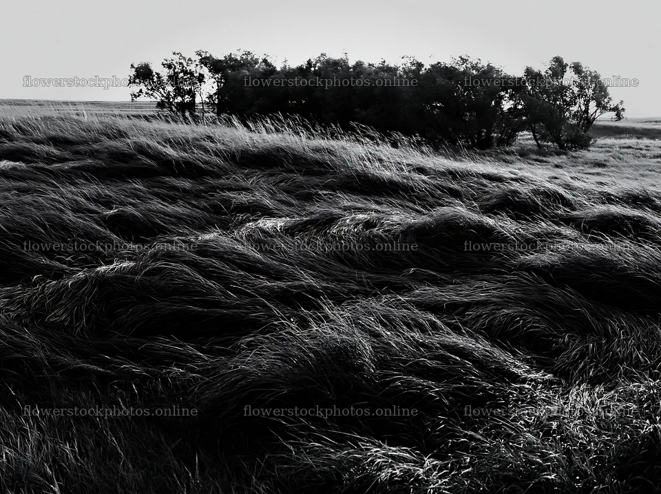 Tall grass meadow with trees at sunset – flower stock photos 9174x6866