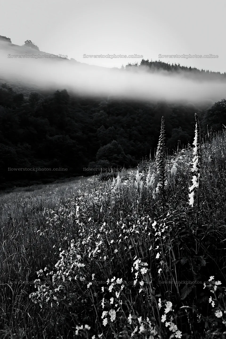 Meadow with campion and fog in the hills – flower stock photos 6480x9722