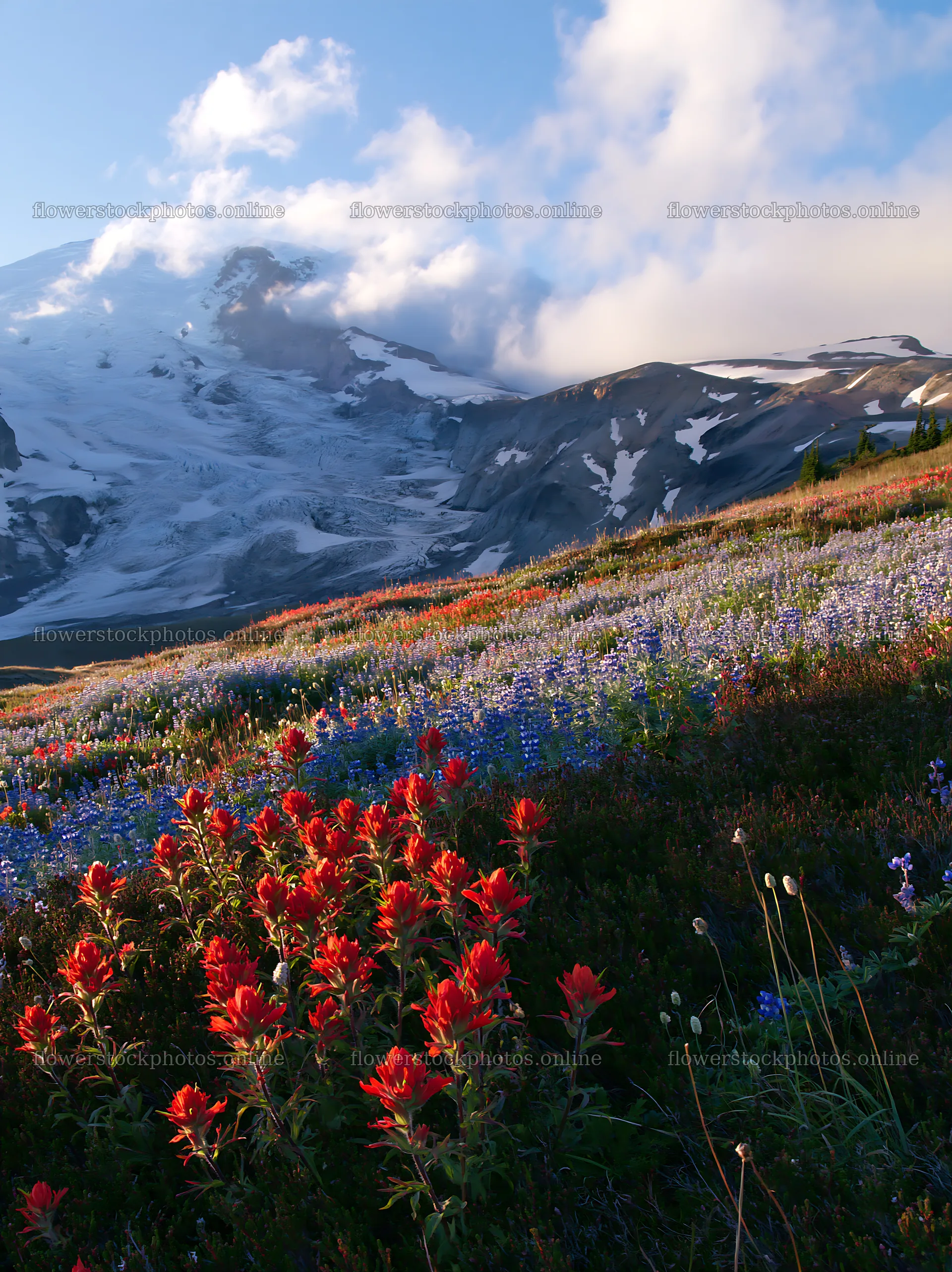 Mount Rainier lupine meadow with colorful paintbrush flowers – flower stock photos 6866x9174