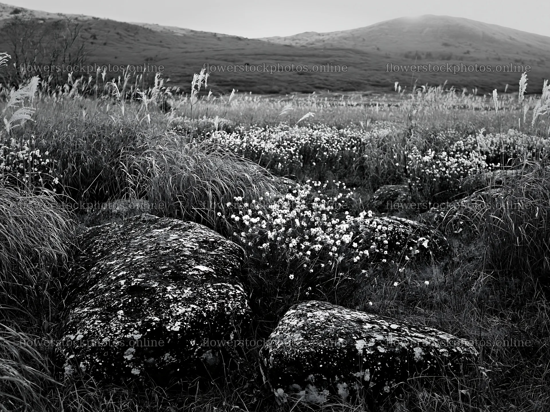 Rewilded Akita silver grass meadow stones under a cloudy sky – flower stock photos 9174x6866