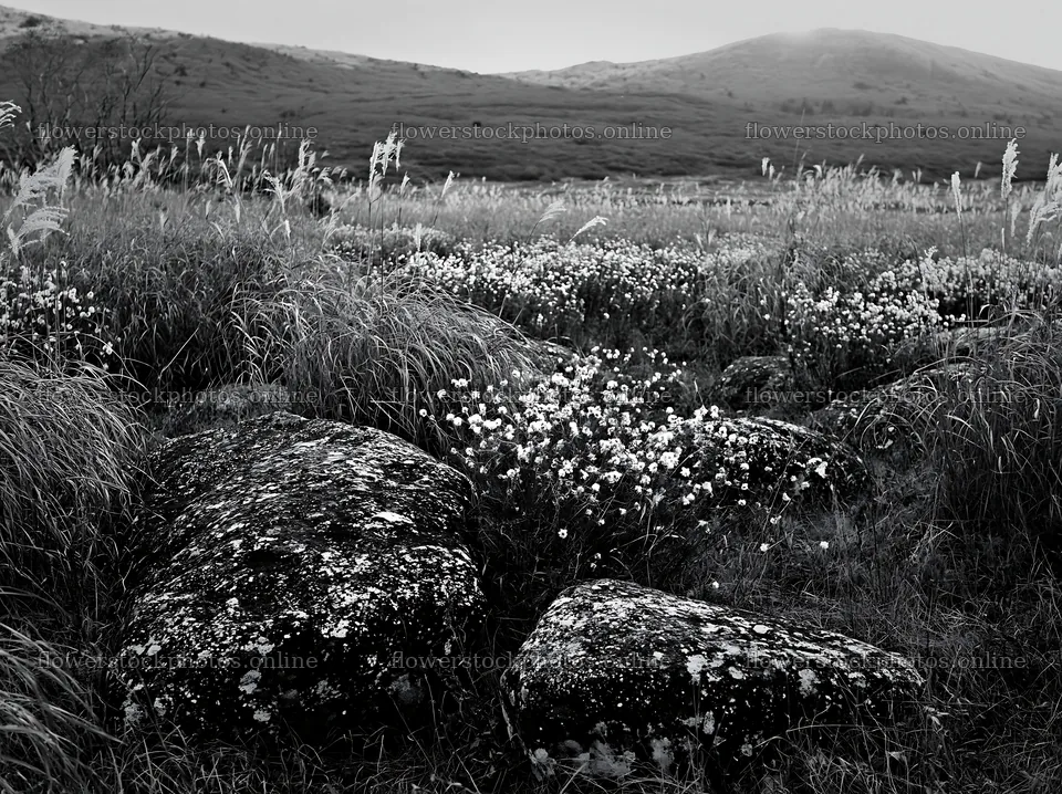 Rewilded Akita silver grass meadow stones under a cloudy sky – flower stock photos 9174x6866