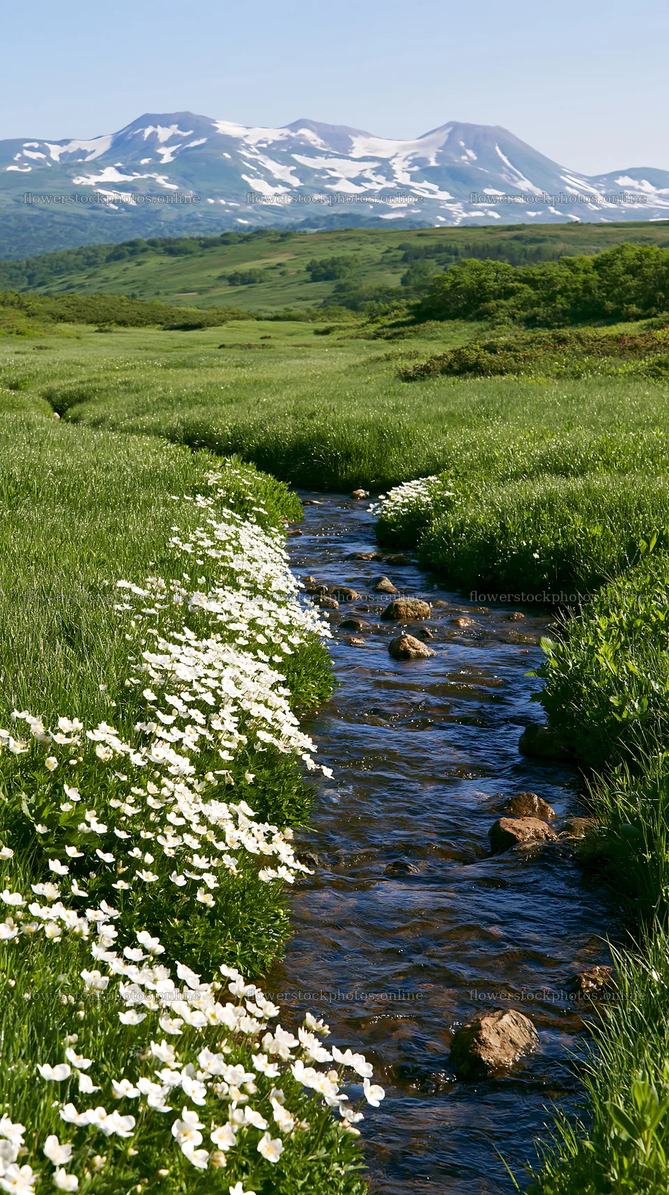 High contrast meadow with natural watercourse and flowers – flower stock photos 5938x10608