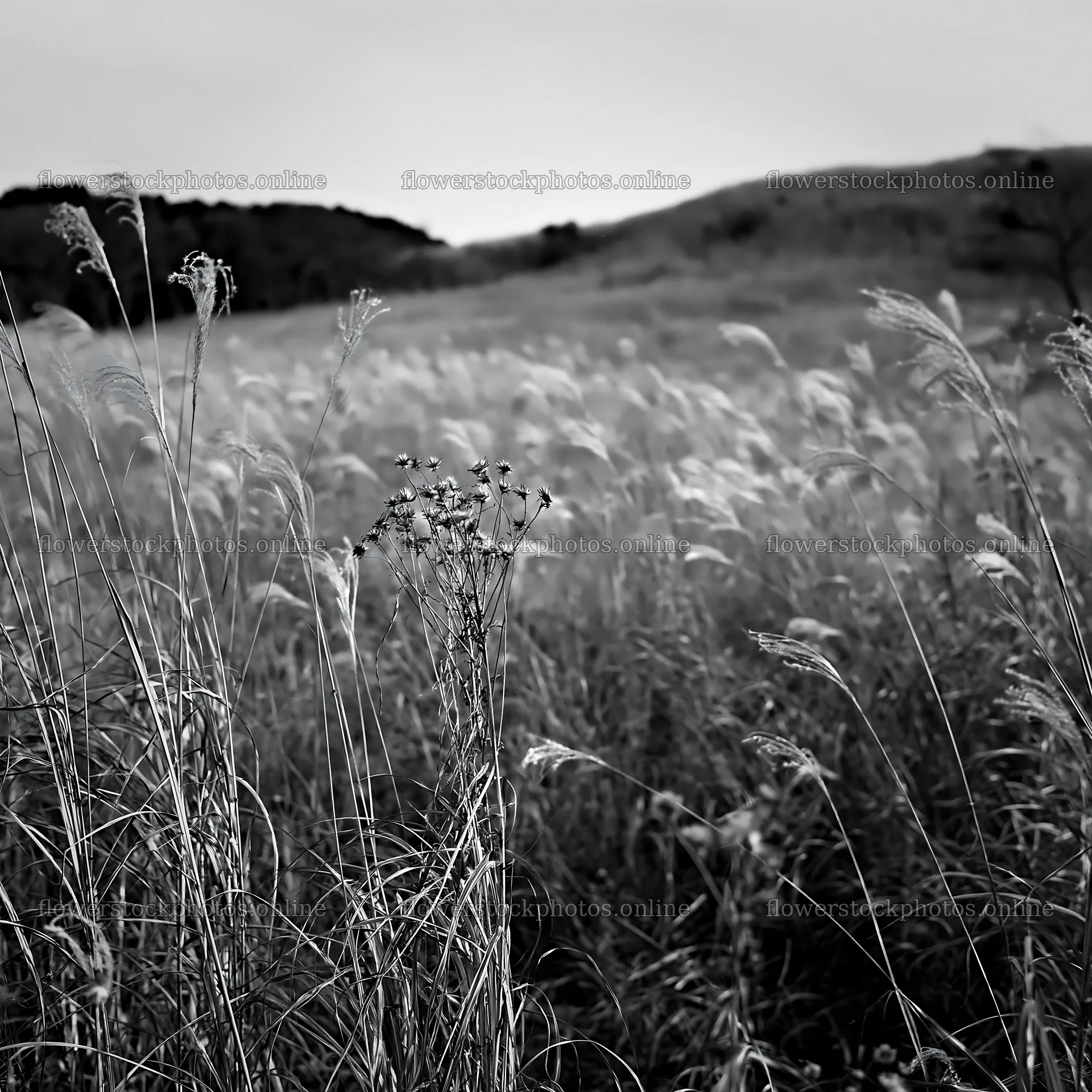 Okayama golden meadow with seedhead foreground – flower stock photos 7938x7938