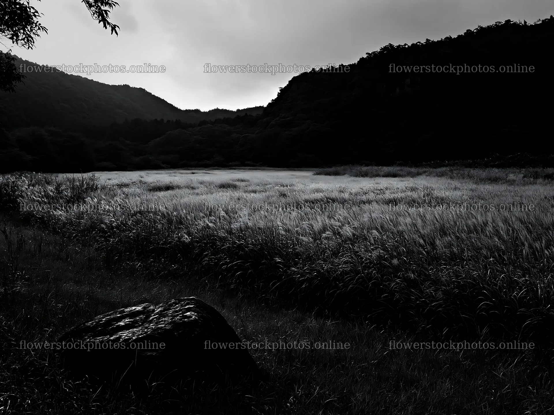 Hiroshima rain falls on a meadow with smooth rock in the foreground – flower stock photos 9174x6866