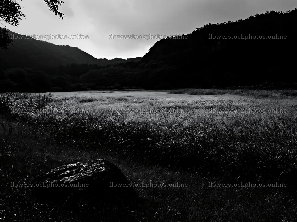 Hiroshima rain falls on a meadow with smooth rock in the foreground – flower stock photos 9174x6866