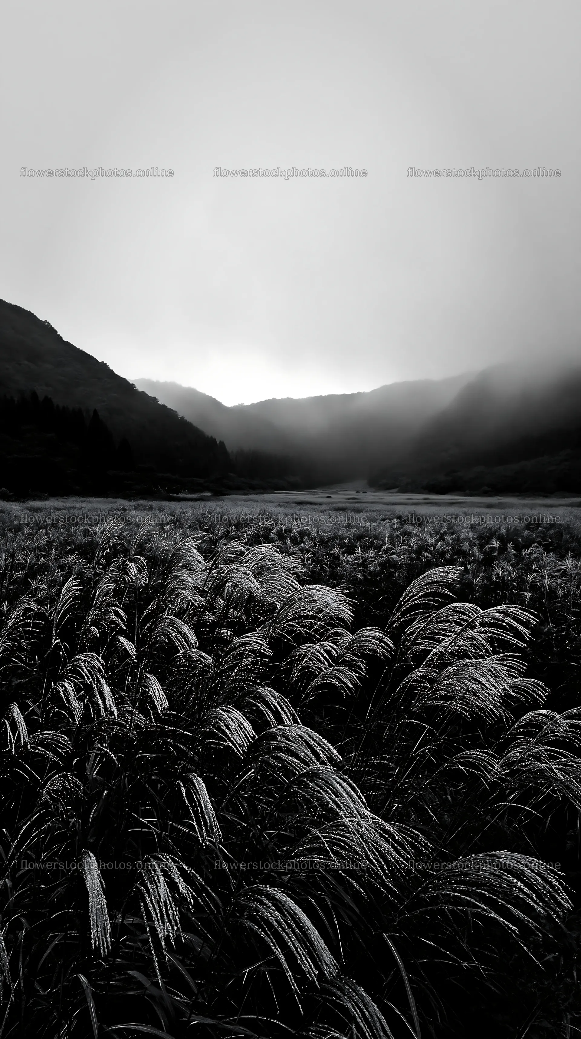 Iwate rain refreshed meadow seedhead foreground – flower stock photos 5938x10608