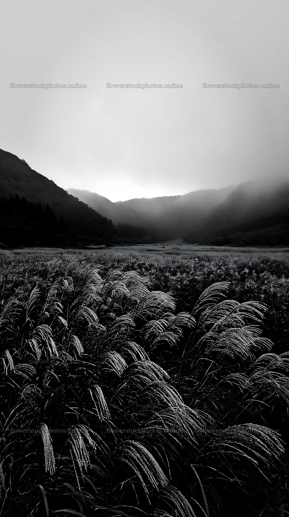 Iwate rain refreshed meadow seedhead foreground – flower stock photos 5938x10608