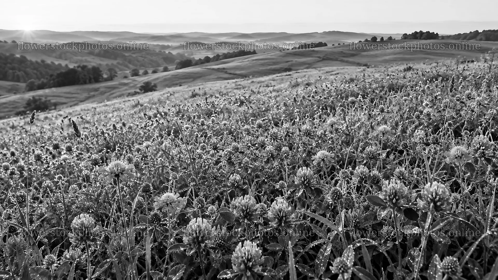 Black-and-White Flower Meadow and Rolling Hills – flower stock photos 10324x5812