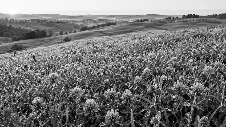 Black-and-White Flower Meadow and Rolling Hills – flower stock photos 10324x5812