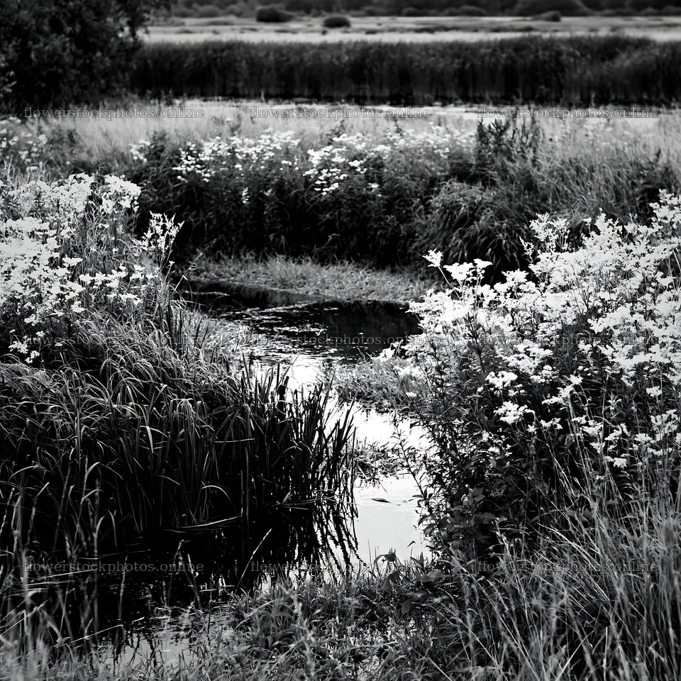 High contrast winding stream in a meadow – flower stock photos 7938x7938