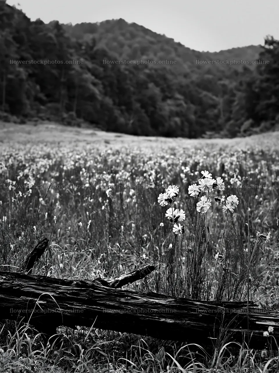 Yamagata rewilded meadow with fallen branch in foreground – flower stock photos 6866x9174