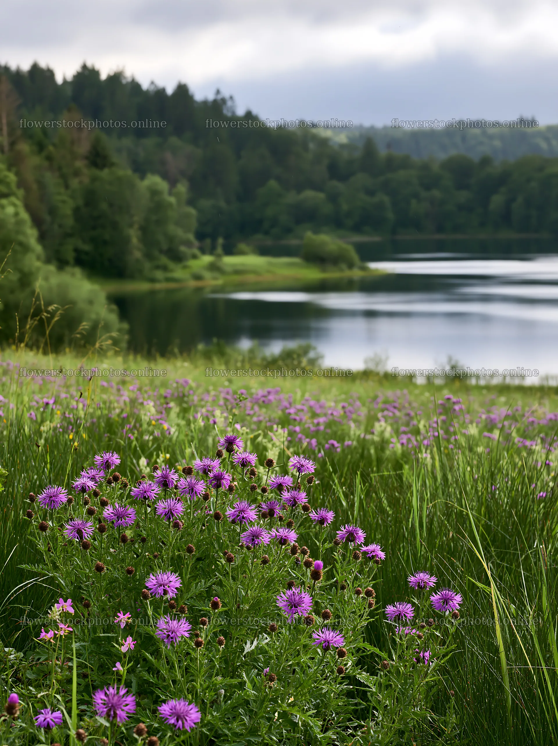 German lakeside meadow with flowers and calm water – flower stock photos 6866x9174