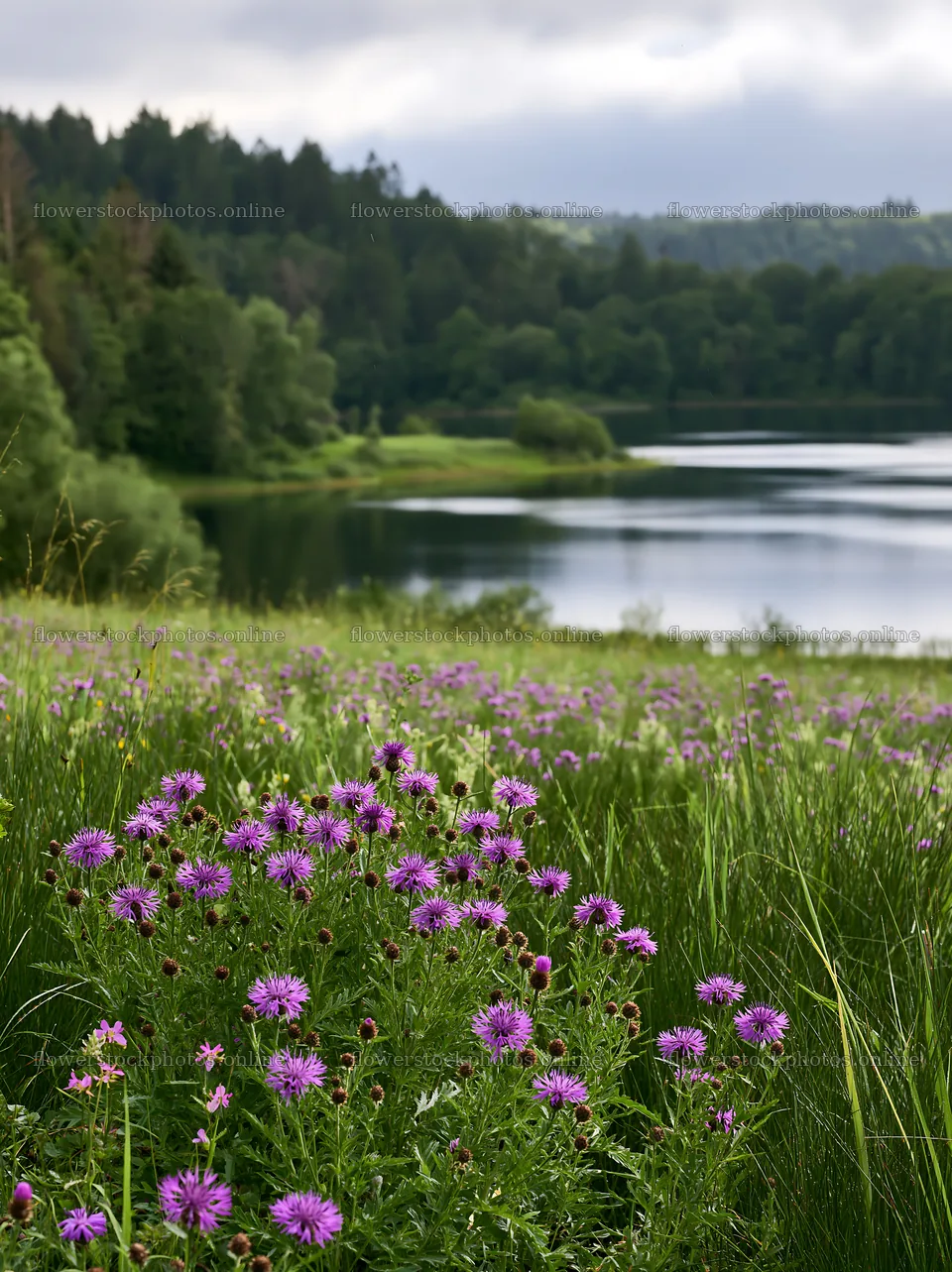 German lakeside meadow with flowers and calm water – flower stock photos 6866x9174