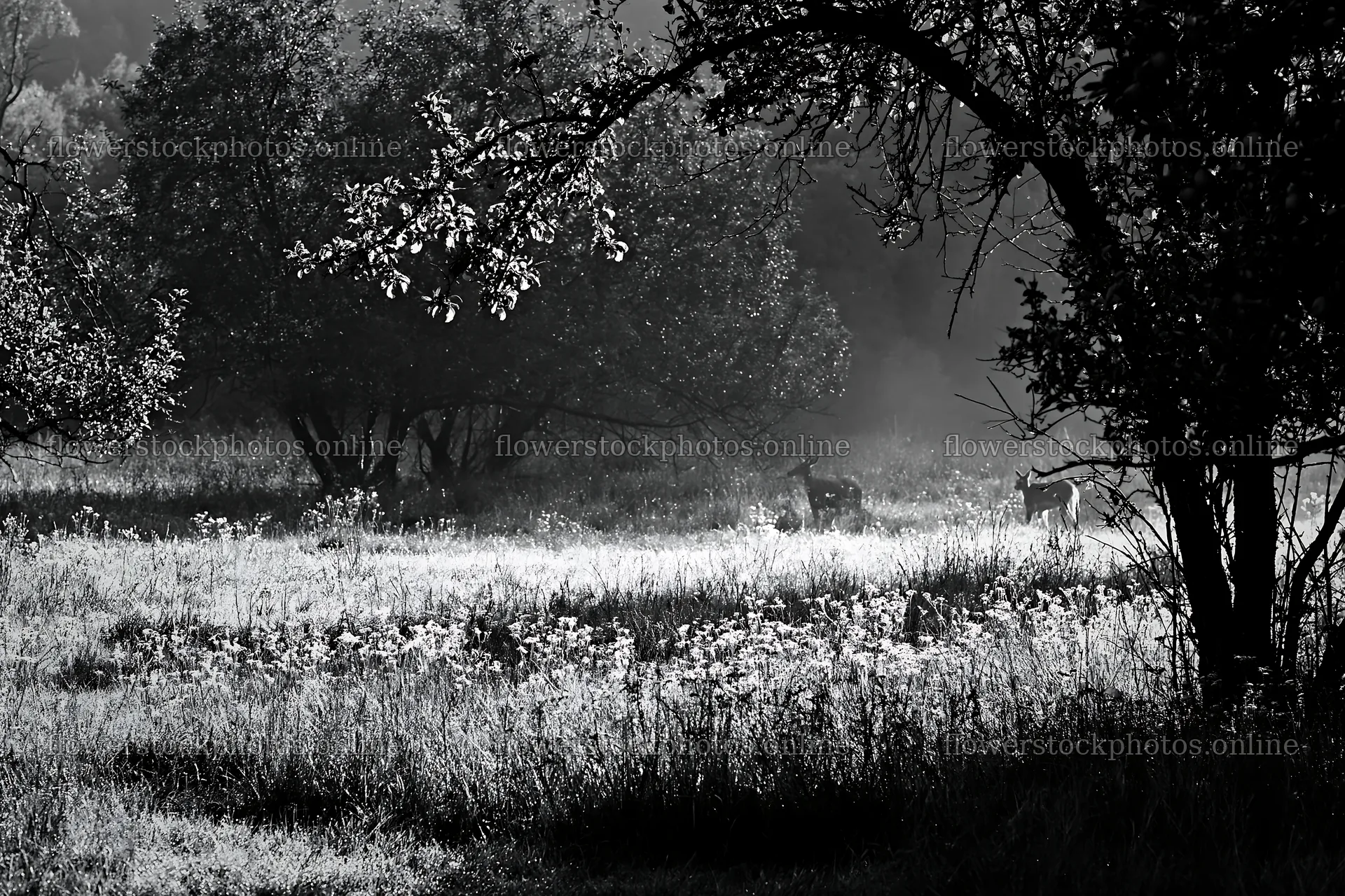 Deer grazing in a valley apple meadow in morning light – flower stock photos 9722x6480