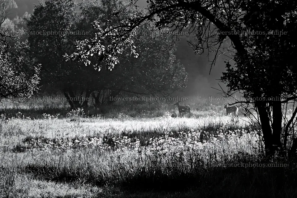 Deer grazing in a valley apple meadow in morning light – flower stock photos 9722x6480