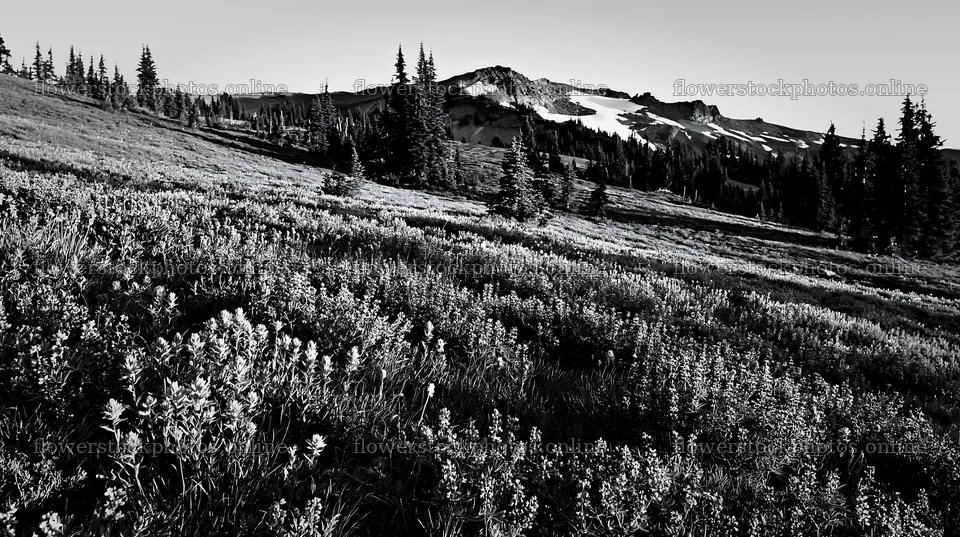 Snowmelt meadow with wildflowers and mountains in background – flower stock photos 10608x5938