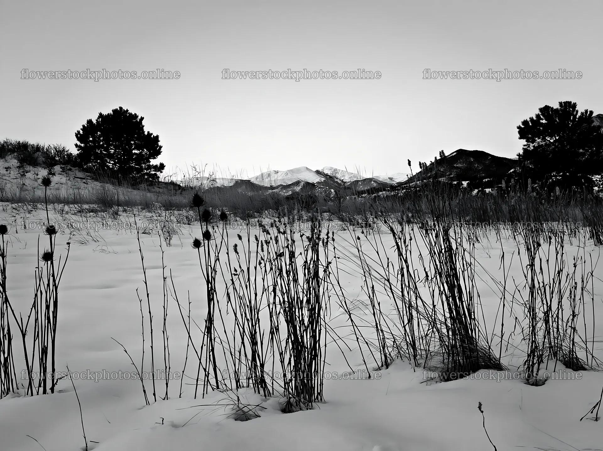 Snowy meadow with dry grass and distant mountains at twilight – flower stock photos 9174x6866