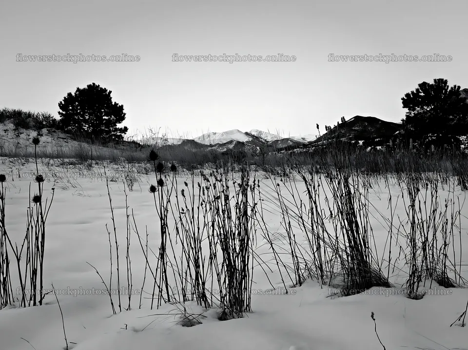 Snowy meadow with dry grass and distant mountains at twilight – flower stock photos 9174x6866