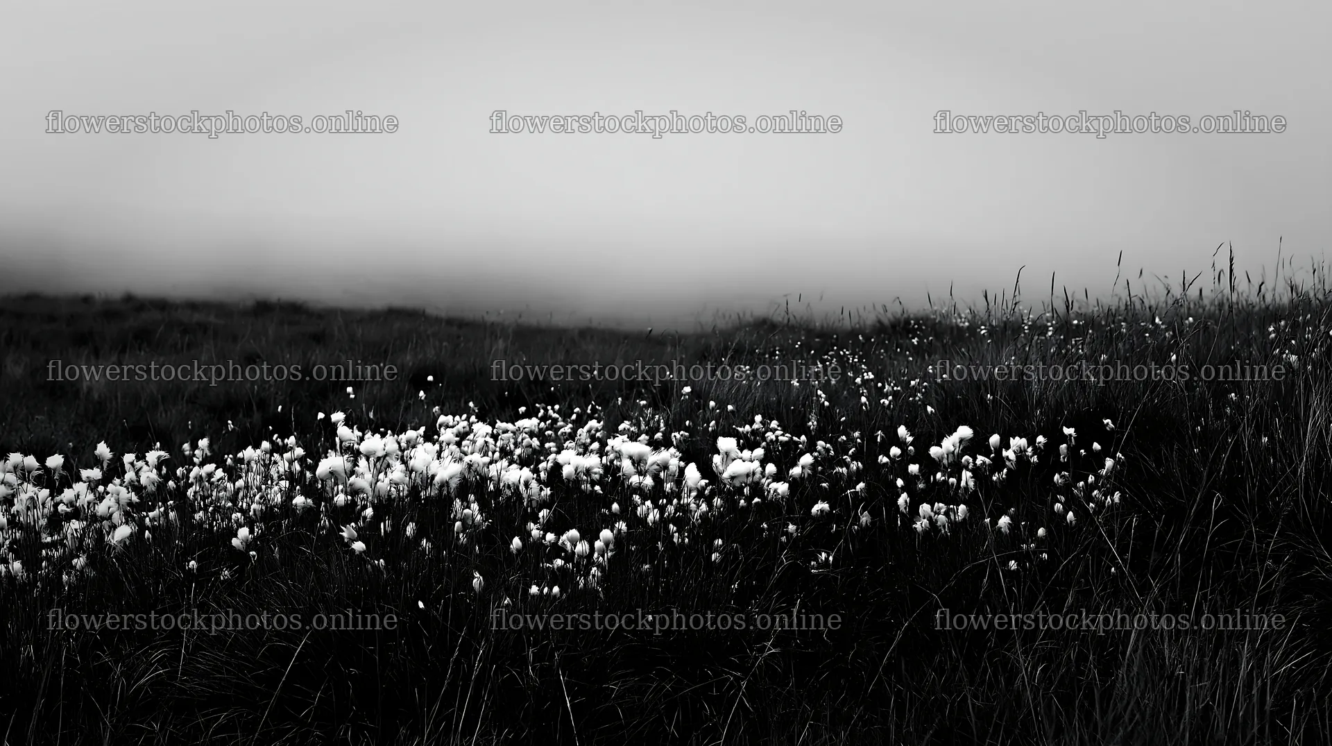 Meadow with seedheads filled with fuzzy white plants – flower stock photos 10608x5938