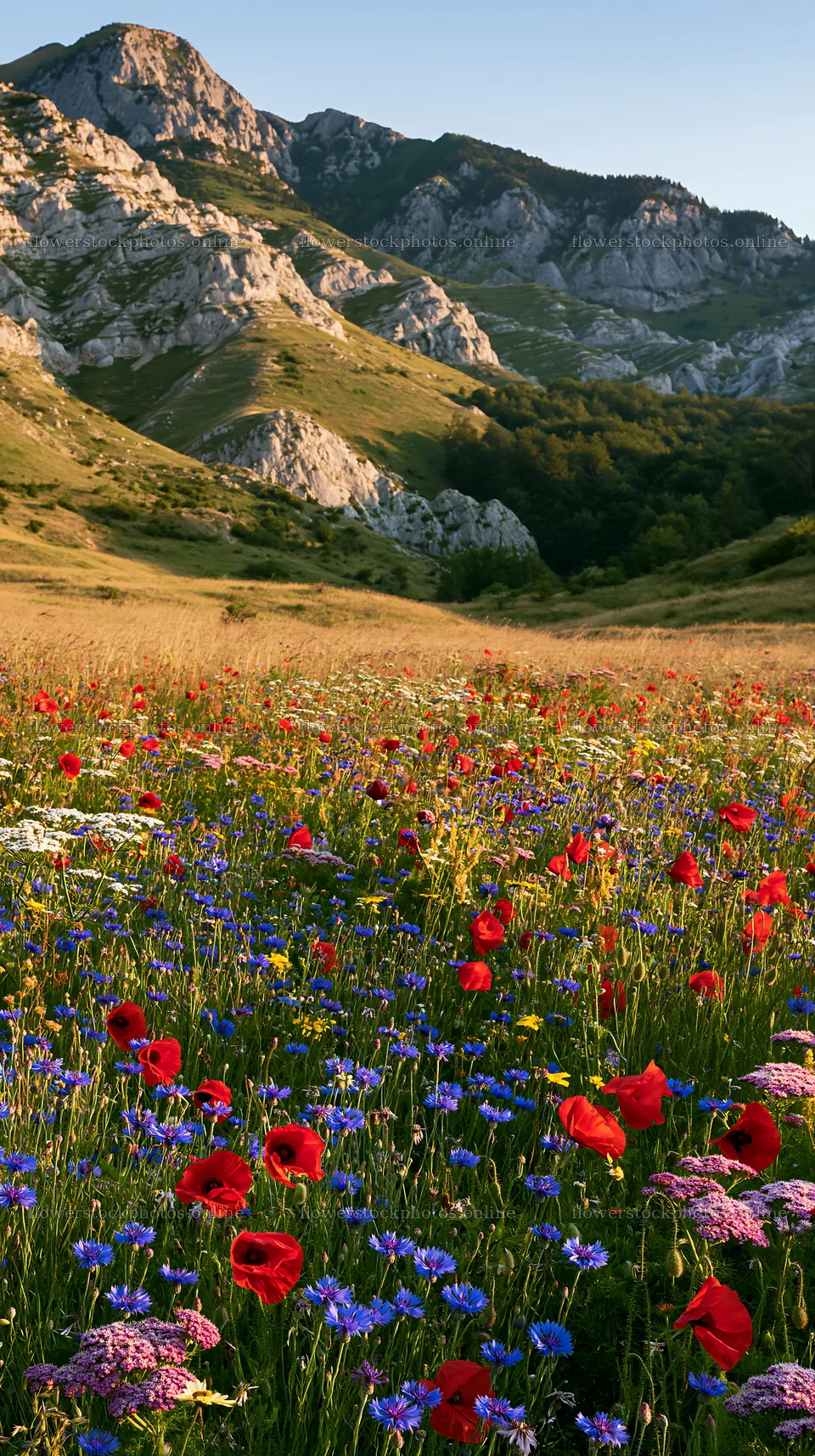 Transylvania summer hay meadows filled with colorful wildflowers – flower stock photos 5938x10608