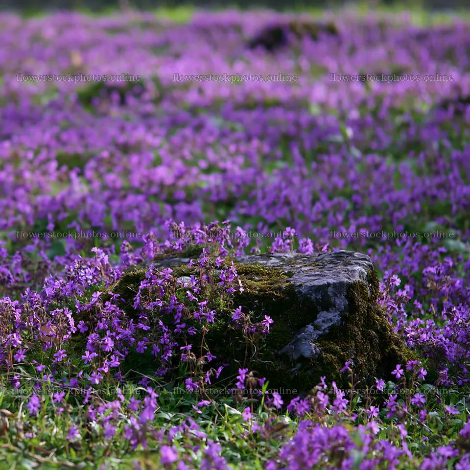 Miyagi spring meadow with mossy stone and blooming flowers – flower stock photos 7938x7938