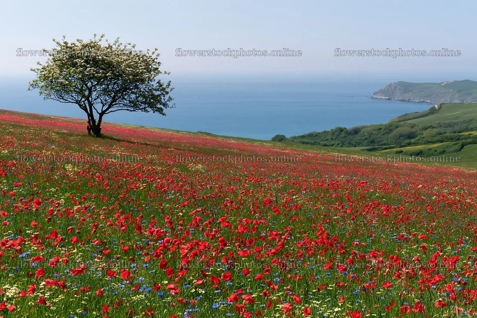 First leaves in Easter meadow with tree and sea in background – flower stock photos 9722x6480