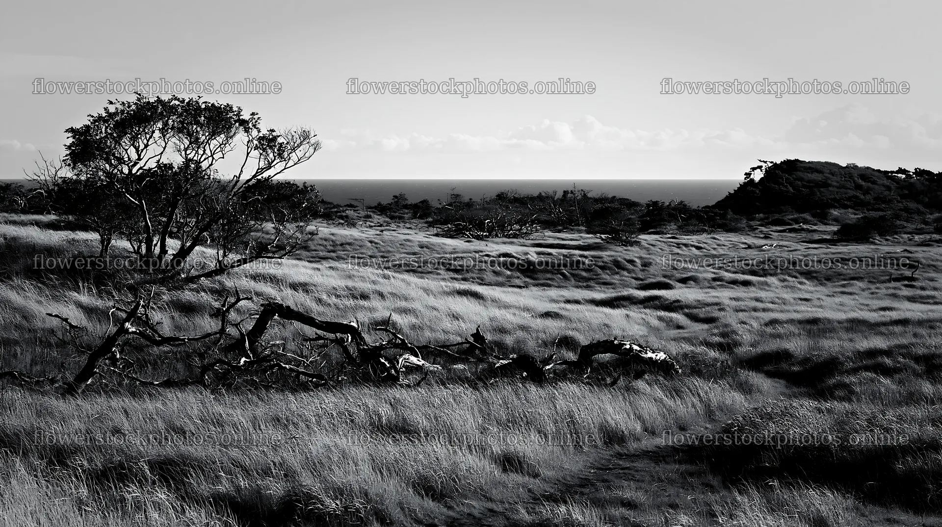 Chiba coastal climate meadow driftwood foreground – flower stock photos 10608x5938
