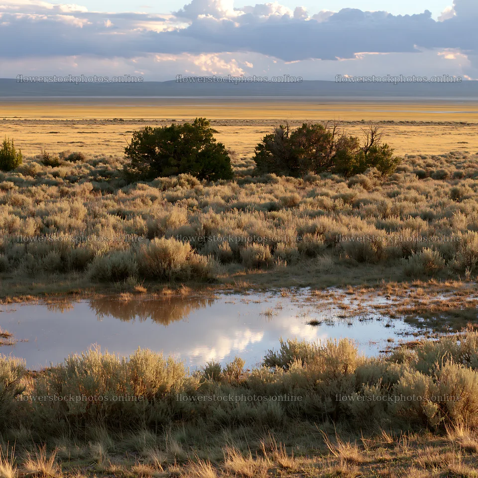 Sagebrush meadow light showcasing a calm landscape with reflections – flower stock photos 7938x7938