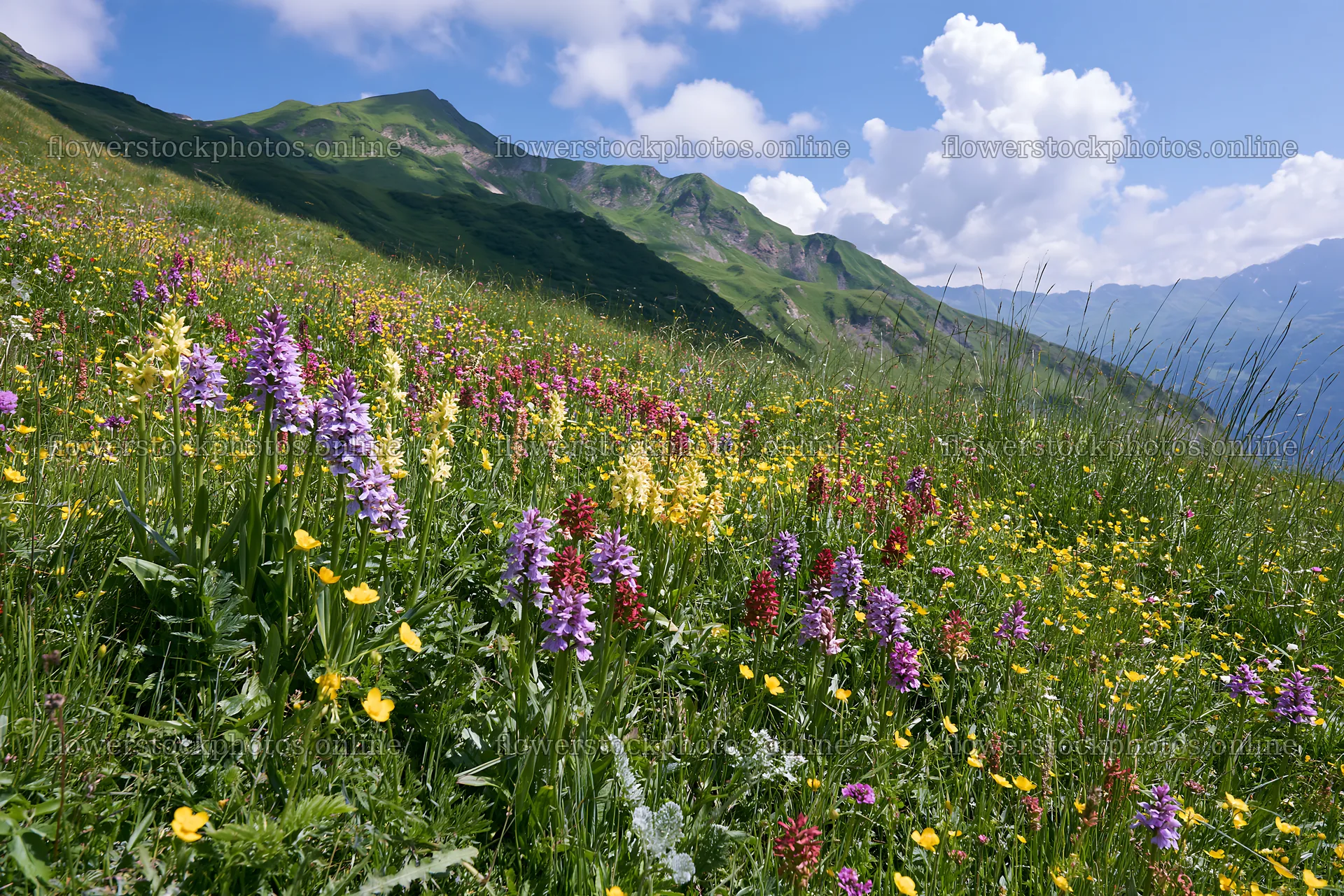 Colorful orchid meadow with vibrant flowers under blue sky – flower stock photos 9722x6480