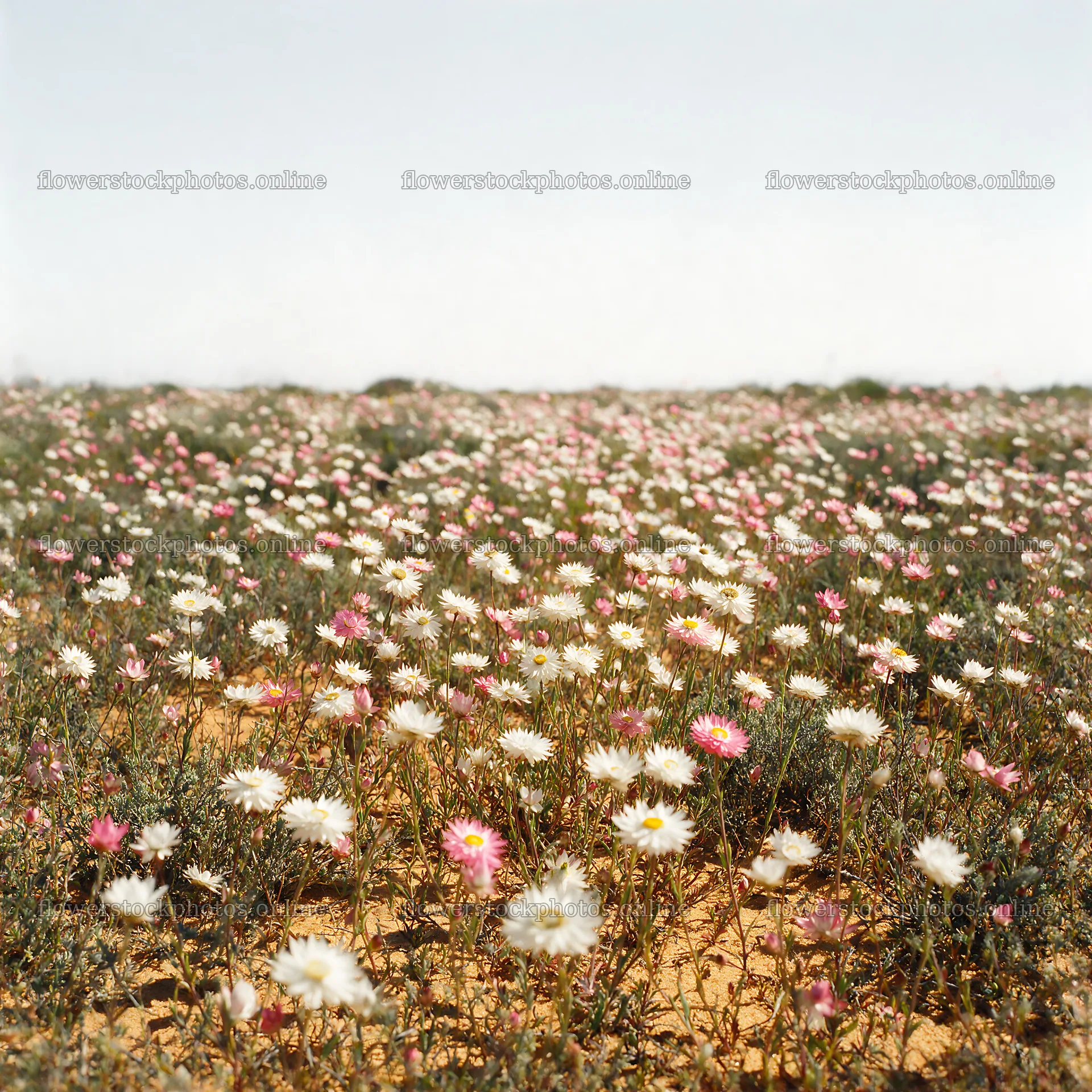 Drought-tolerant meadow with blooming flowers in sandy area – flower stock photos 7938x7938