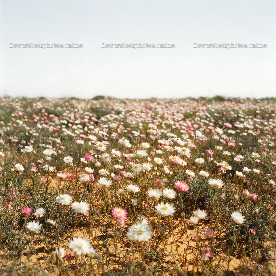 Drought-tolerant meadow with blooming flowers in sandy area – flower stock photos 7938x7938
