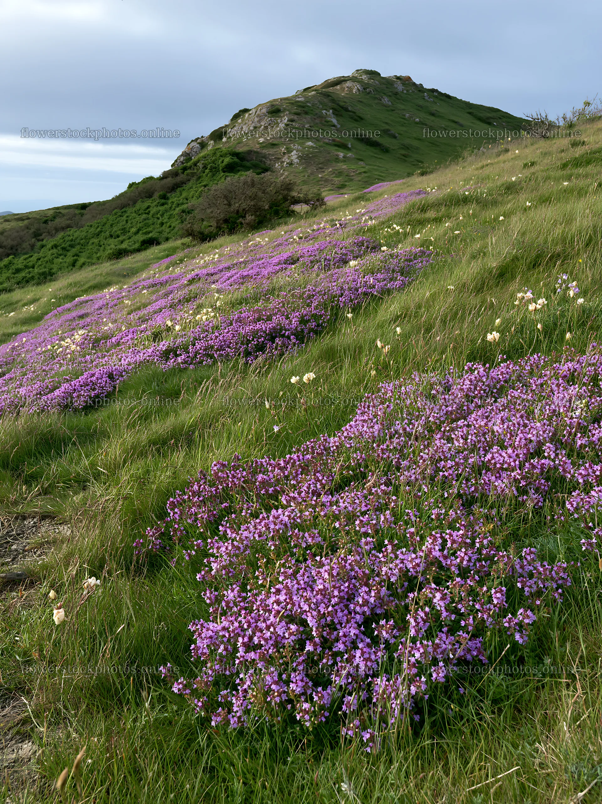 Cloudy wild thyme meadow with flowers on hillside – flower stock photos 6866x9174