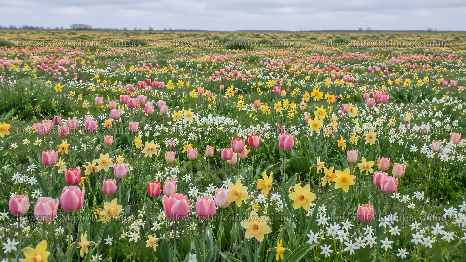 Pink and Yellow Blooms Across a Spring Meadow – flower stock photos 10324x5812