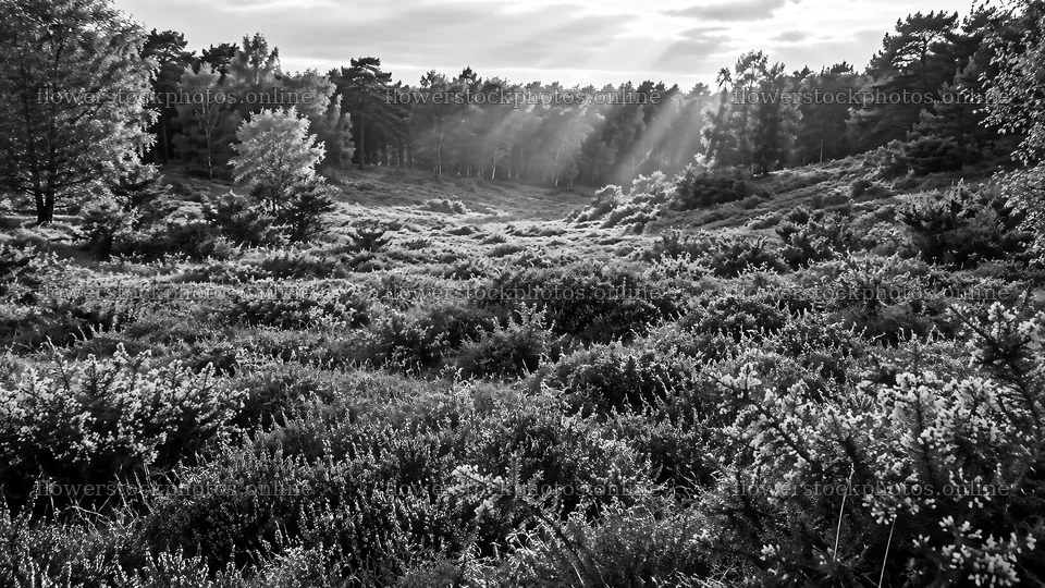 Sunbeams Across a Monochrome Forest Clearing – flower stock photos 10324x5812