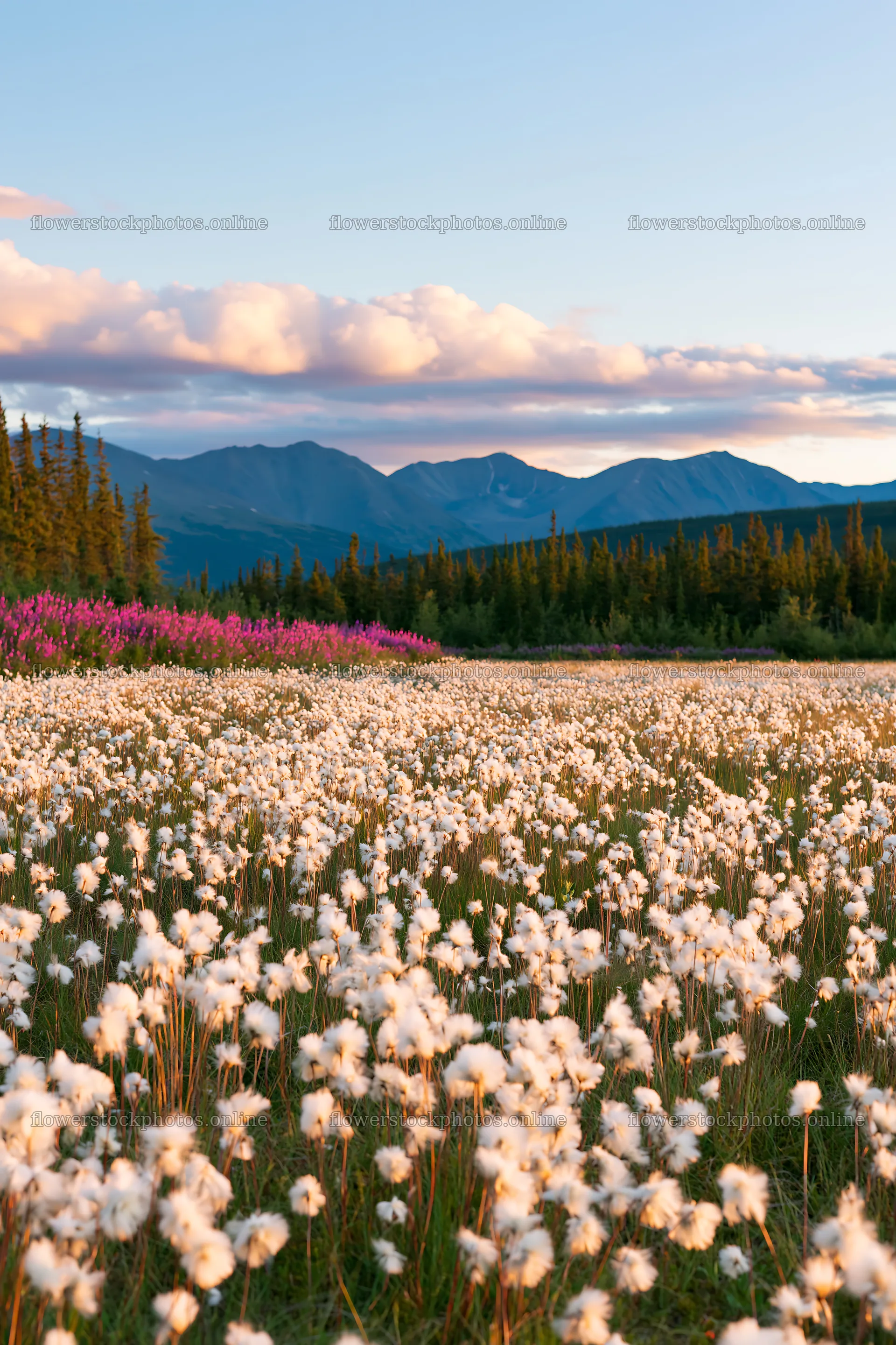 Cottongrass meadow glow under a clear sky – flower stock photos 6480x9722