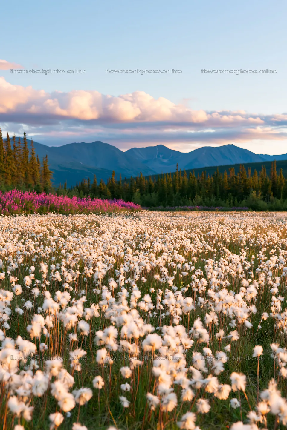 Cottongrass meadow glow under a clear sky – flower stock photos 6480x9722