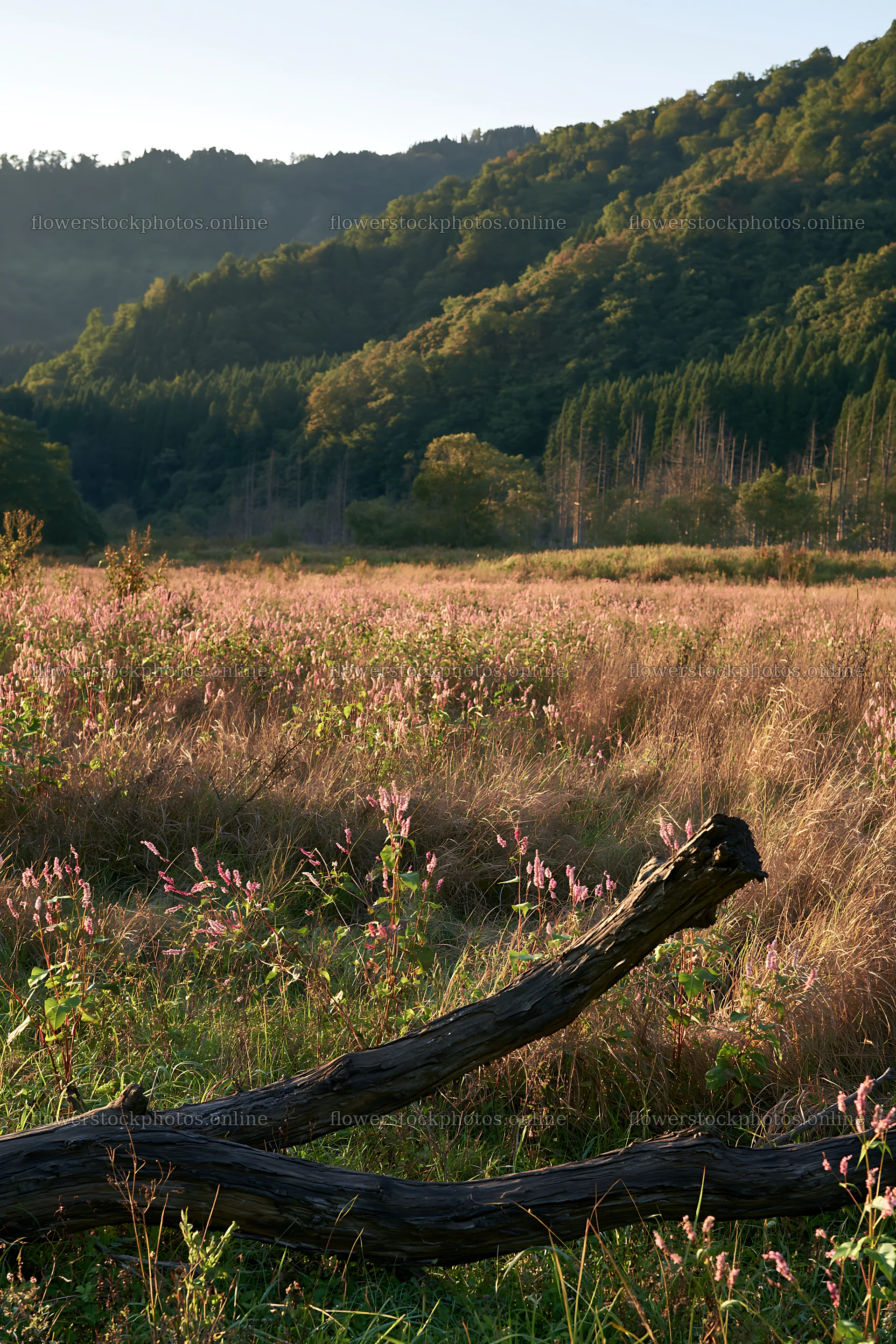 Yamagata rewilded meadow fallen branch foreground – flower stock photos 6480x9722