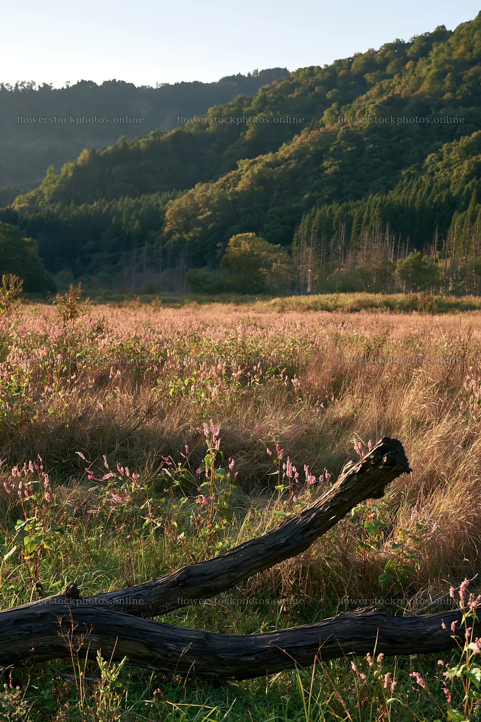 Yamagata rewilded meadow fallen branch foreground – flower stock photos 6480x9722